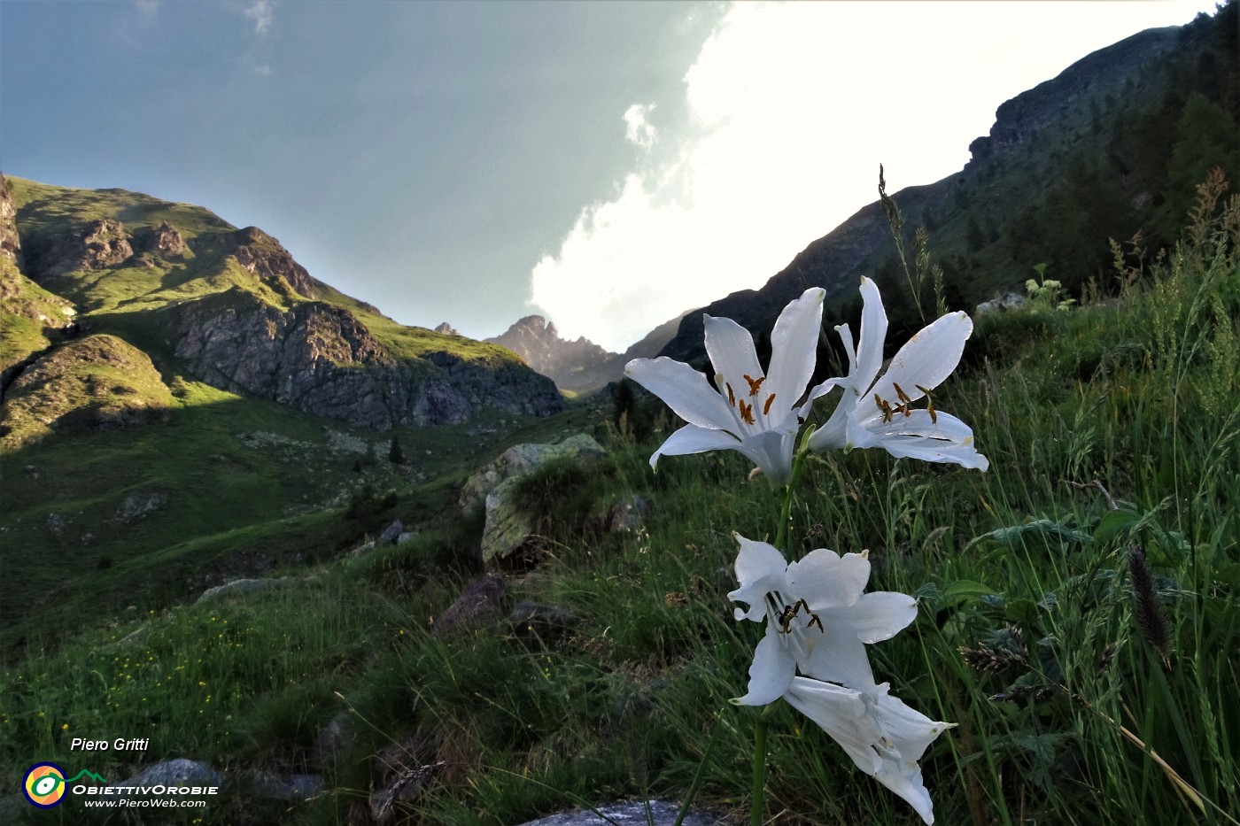 14 Giglio di monte (Paradisea liliastrum) con vista in Valletto.JPG